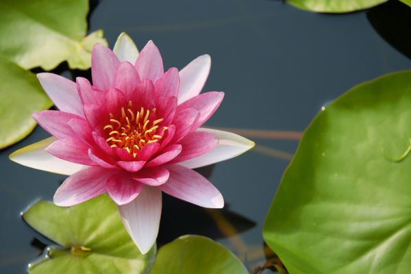 Terapia Transpersonal Retiro Vipassana